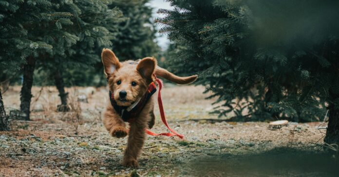 Mazda Zapata: La empresa que adopta perritos y ayuda a la comunidad